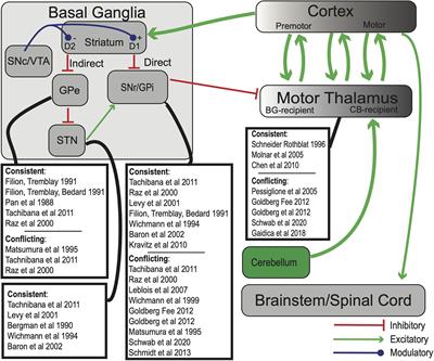 Revisiting the “Paradox of Stereotaxic Surgery”: Insights Into Basal Ganglia-Thalamic Interactions